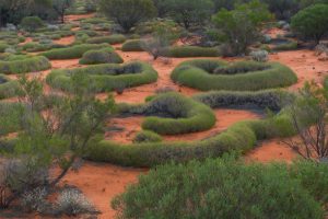 Beautiful Spinifex designs Australian Landsacape